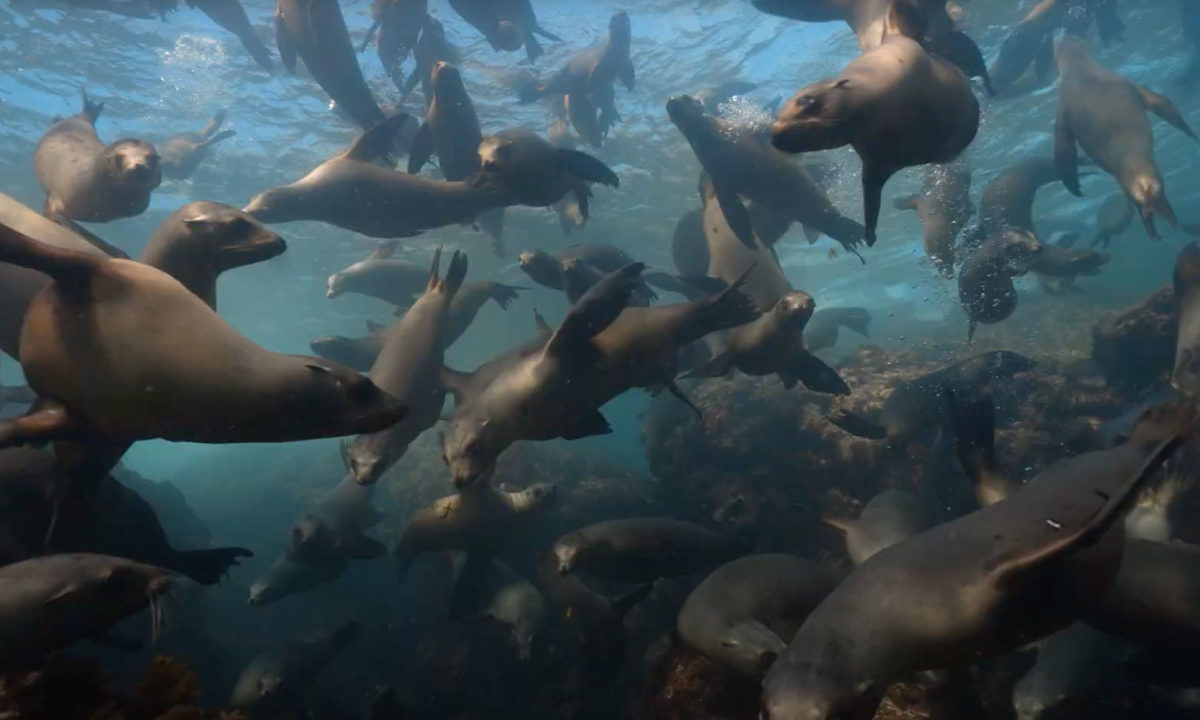 Large group of sea lions underwater in the Sea of Cortez