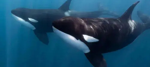 Orcas in the Sea of Cortez