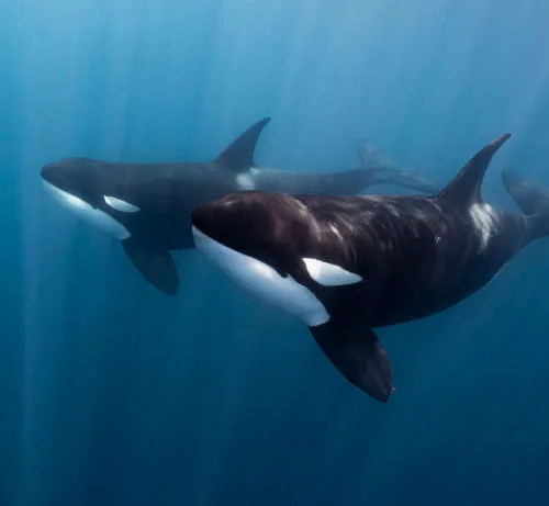 Orcas in the Sea of Cortez