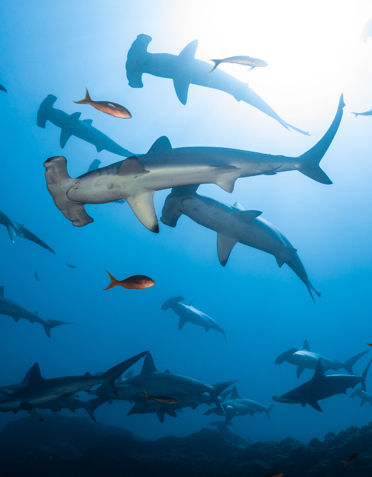 Cocos Island - Island of the Sharks