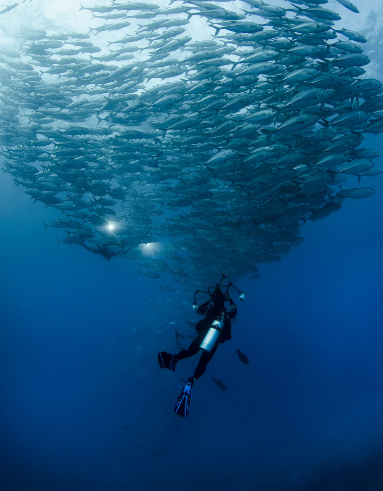 Sea of Cortez - Aquarium of the World