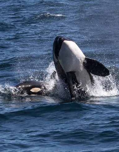 Orcas everyday!!!