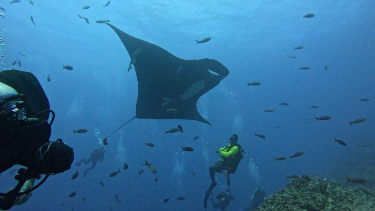 Incredible diving at Socorro!