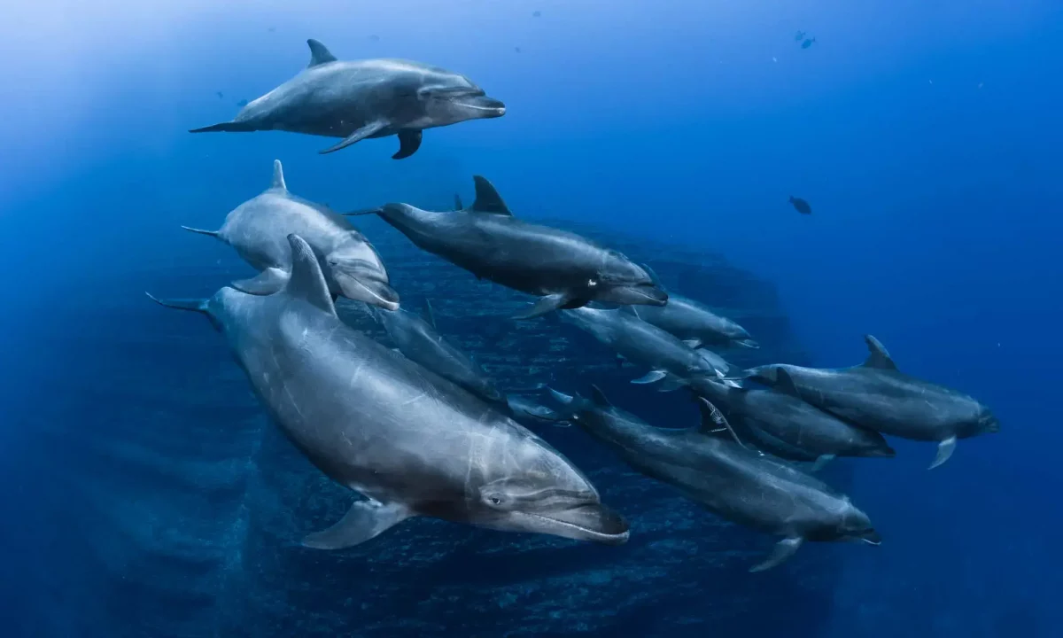 Amazing diving at Socorro and a blue whale sighting!!