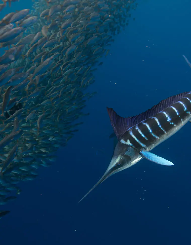 Magdalena Bay - Mexican Sardine Run