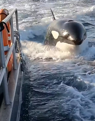 Sea of Cortez - Orcas