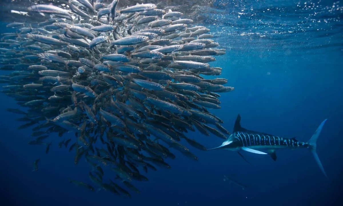 Blue Striped Marlin