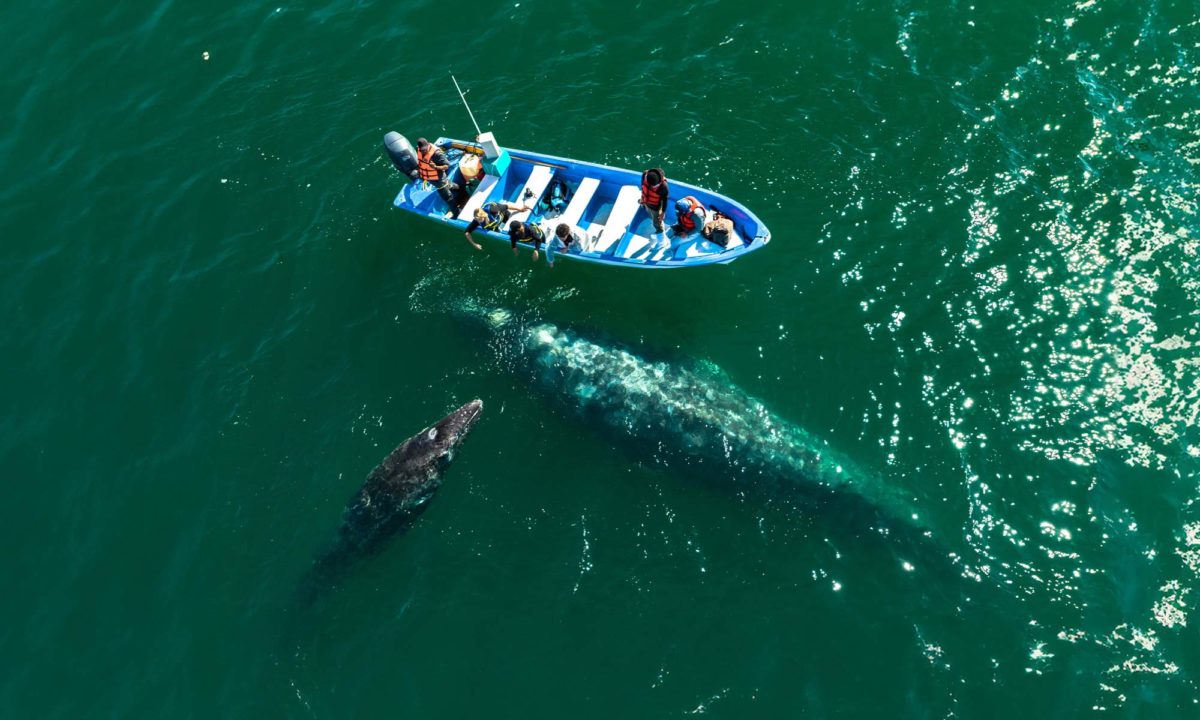 San Ignacio Grey Whales