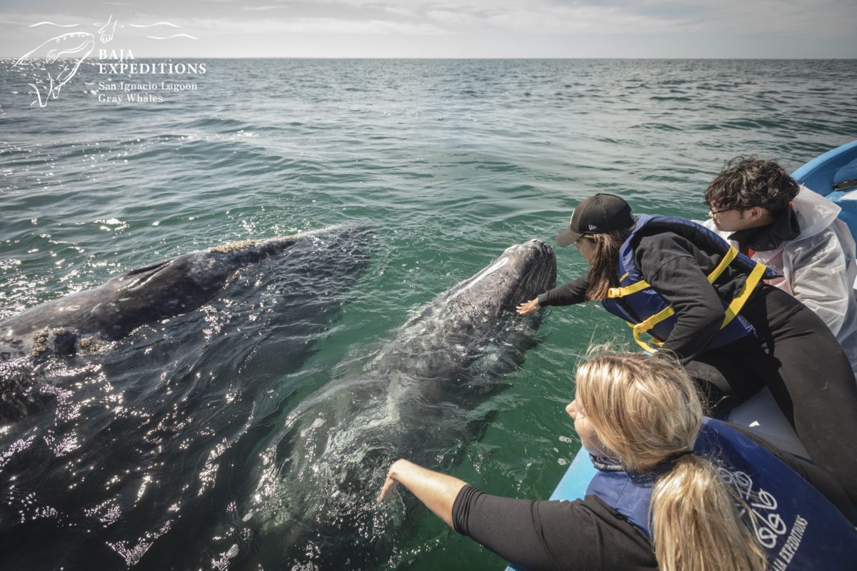 The whale reached out of the water right next to us!