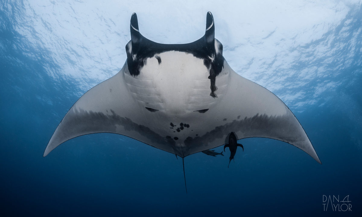 Giant Manta Ray in Socorro