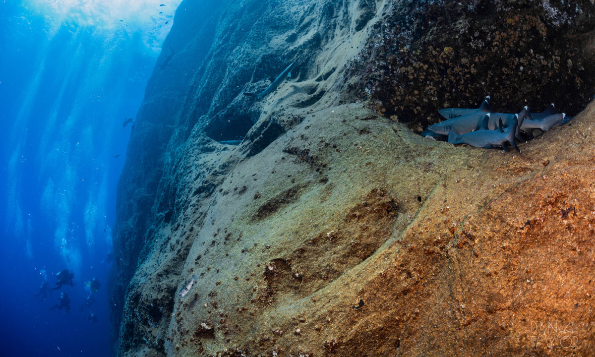 Best Dive Sites in Socorro: Where to See Oceanic Mantas, Sharks & More!