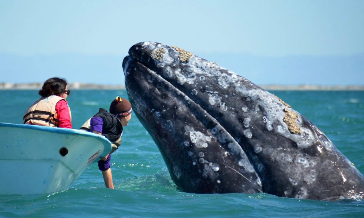 https://bajaexstag.wpengine.com/wp-content/uploads/2024/11/2024-11-Gray-Whale-LRG-1200x700.jpg.webp