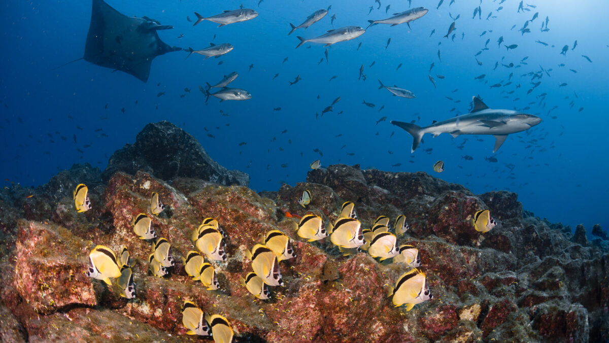 Sharks, manta ray and reef fish at the Socorro Islands