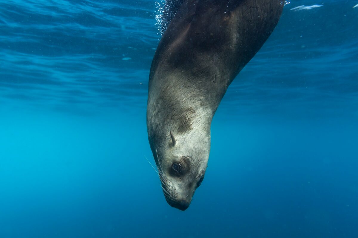 https://bajaexstag.wpengine.com/wp-content/uploads/2024/11/2024-11-Gray-Whale-LRG-1200x700.jpg.webp